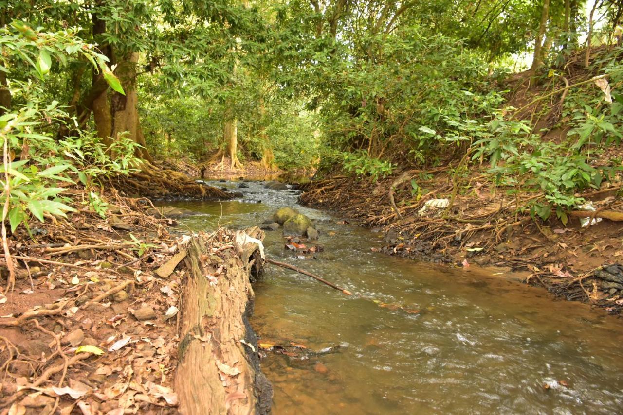 Jungle View River Camping Udawalawe Exteriör bild