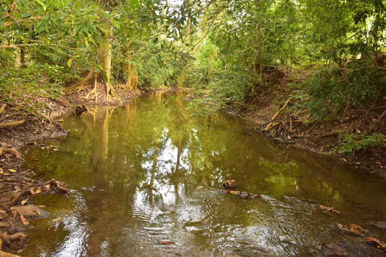 Jungle View River Camping Udawalawe Exteriör bild